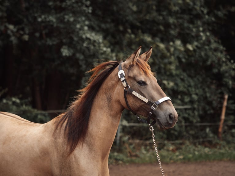 Appaloosa Giumenta 4 Anni 145 cm Pelle di daino in Rechenberg-Bienenmühle