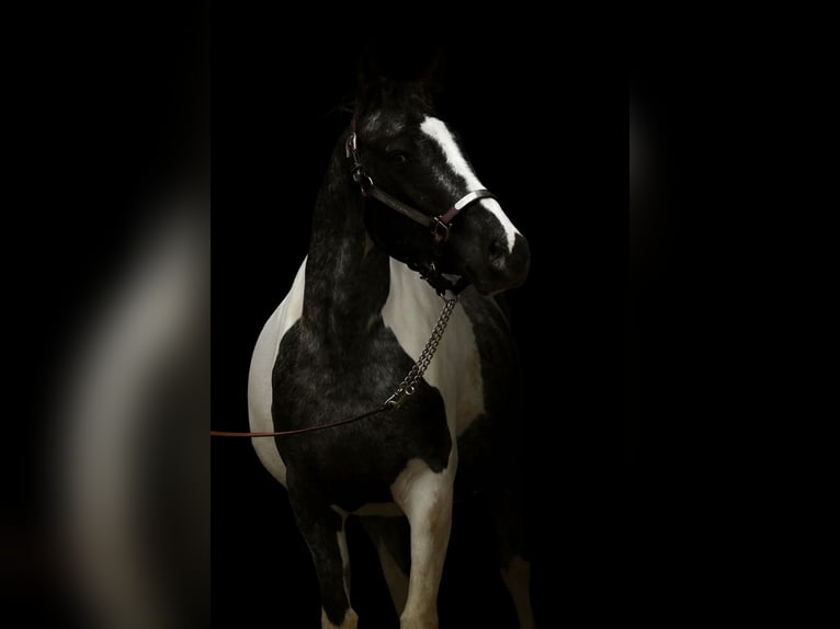 Appaloosa Mix Giumenta 4 Anni 145 cm Pezzato in Üxheim