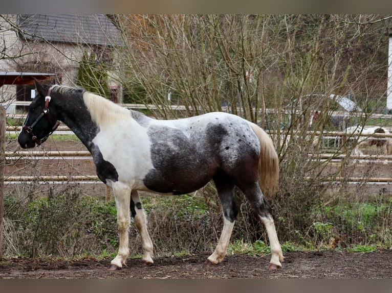 Appaloosa Mix Giumenta 4 Anni 145 cm Pezzato in Üxheim