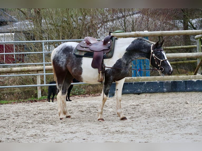Appaloosa Mix Giumenta 4 Anni 145 cm Pezzato in Üxheim