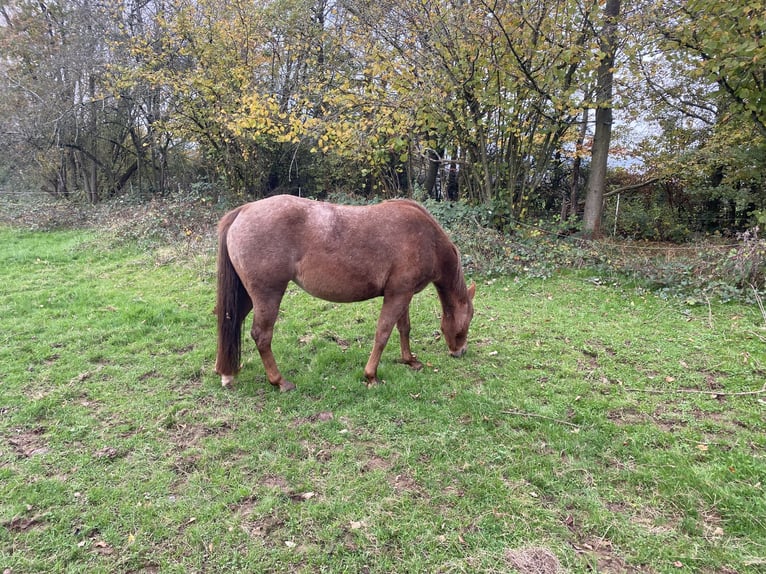 Appaloosa Giumenta 4 Anni 145 cm Sauro in Riegelsberg