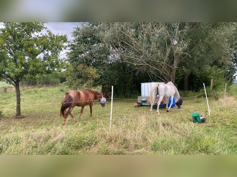 Appaloosa Giumenta 4 Anni 145 cm Sauro in Riegelsberg