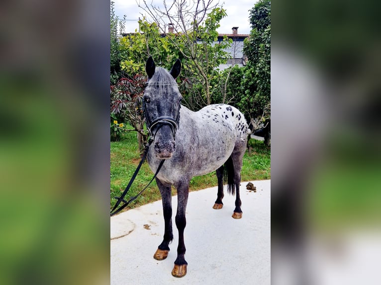 Appaloosa Giumenta 4 Anni 146 cm Leopard in Gummern