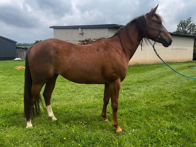 Appaloosa Giumenta 4 Anni 146 cm Sauro in Willebadessen