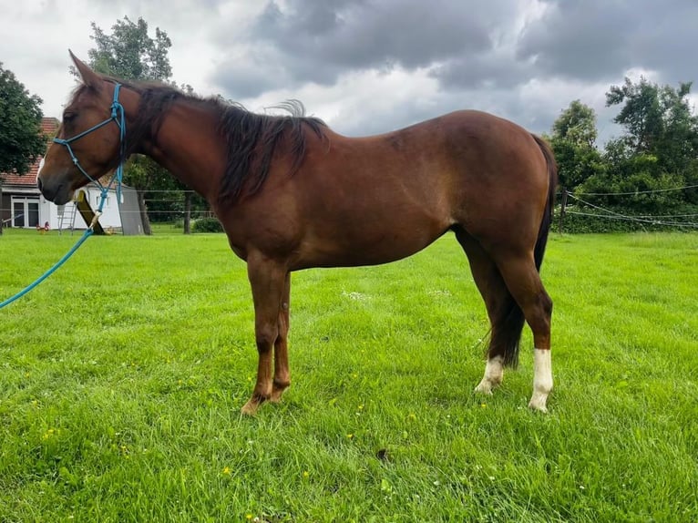 Appaloosa Giumenta 4 Anni 146 cm Sauro in Willebadessen