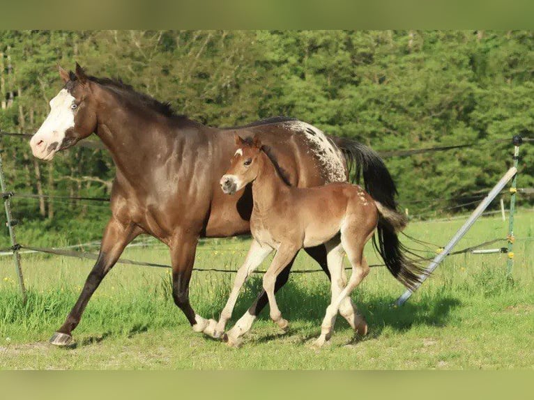 Appaloosa Giumenta 4 Anni 147 cm in Hallabro