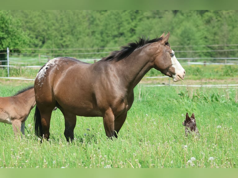 Appaloosa Giumenta 4 Anni 147 cm in Hallabro