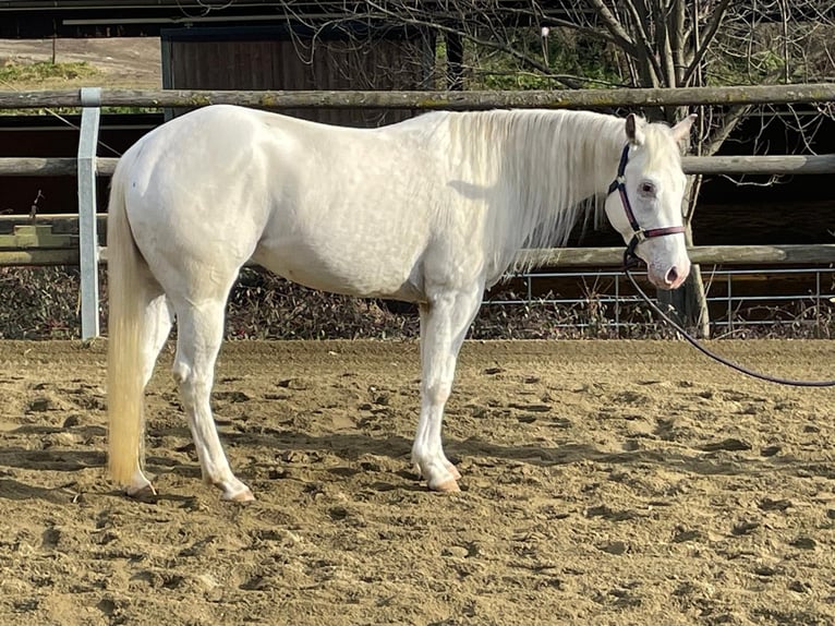 Appaloosa Giumenta 4 Anni 148 cm in Stallhofen