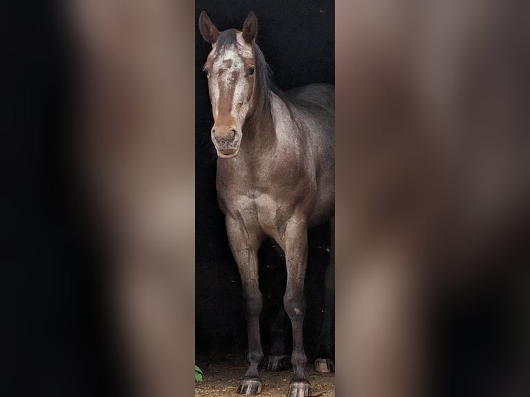 Appaloosa Giumenta 4 Anni 148 cm Falbo in Rödinghausen