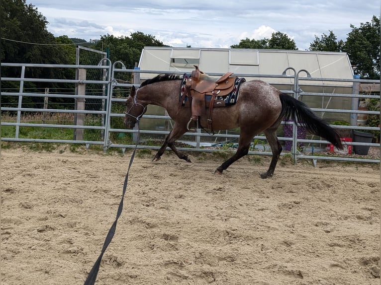 Appaloosa Giumenta 4 Anni 148 cm Falbo in Rödinghausen