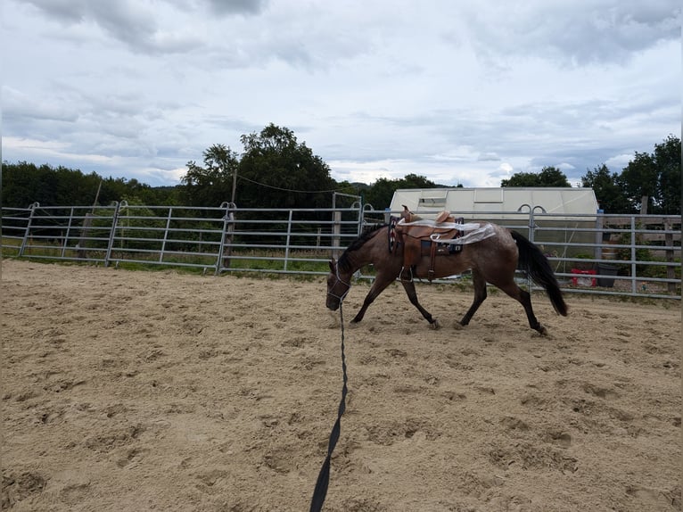 Appaloosa Giumenta 4 Anni 148 cm Falbo in Rödinghausen