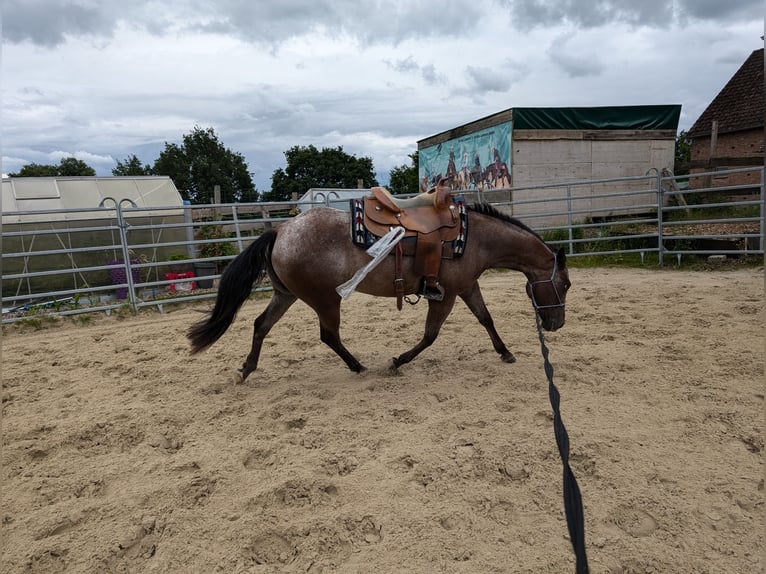 Appaloosa Giumenta 4 Anni 148 cm Falbo in Rödinghausen