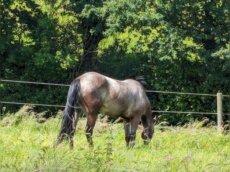 Appaloosa Giumenta 4 Anni 148 cm Falbo in Rödinghausen