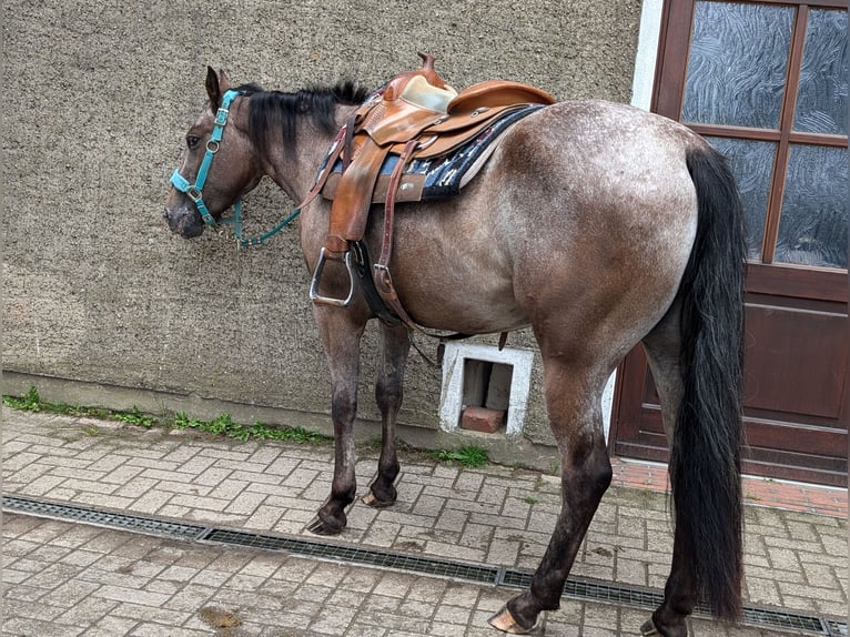 Appaloosa Giumenta 4 Anni 148 cm Falbo in Rödinghausen