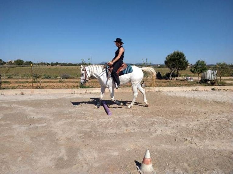 Appaloosa Mix Giumenta 4 Anni 152 cm in Campos (Ballearen-Mallorca)