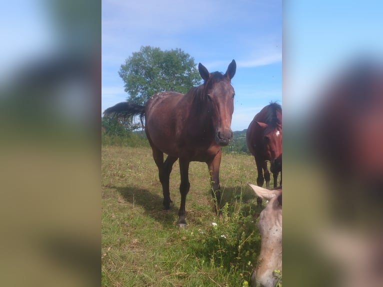 Appaloosa Giumenta 4 Anni 153 cm Baio scuro in Montbrun-Bocage