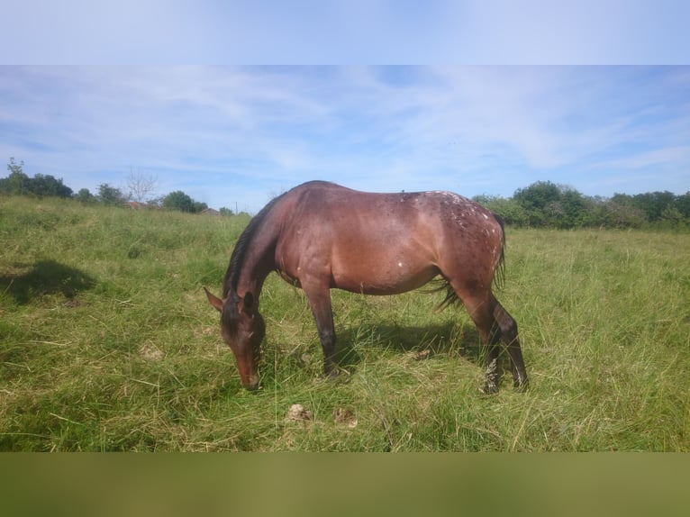 Appaloosa Giumenta 4 Anni 153 cm Baio scuro in Montbrun-Bocage