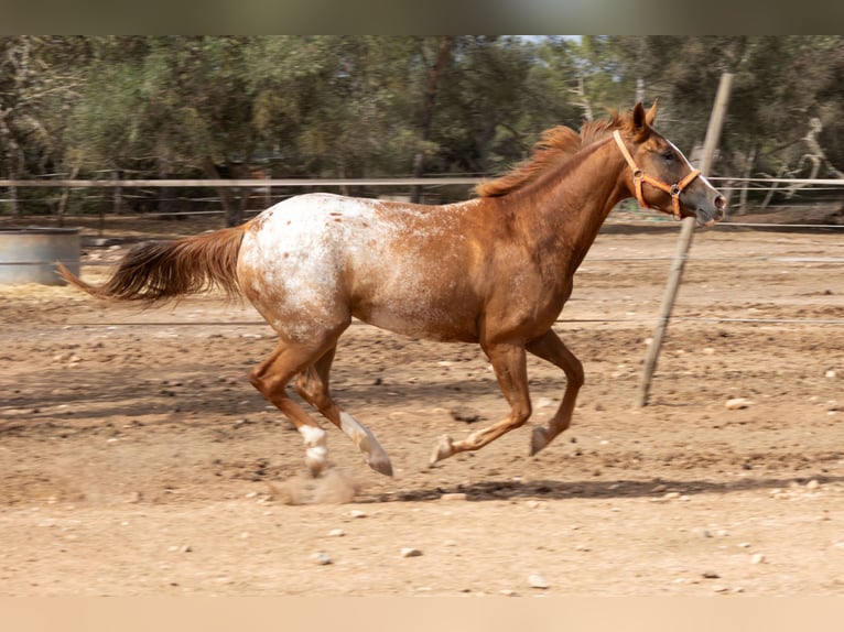 Appaloosa Giumenta 4 Anni 154 cm Baio in Algaida