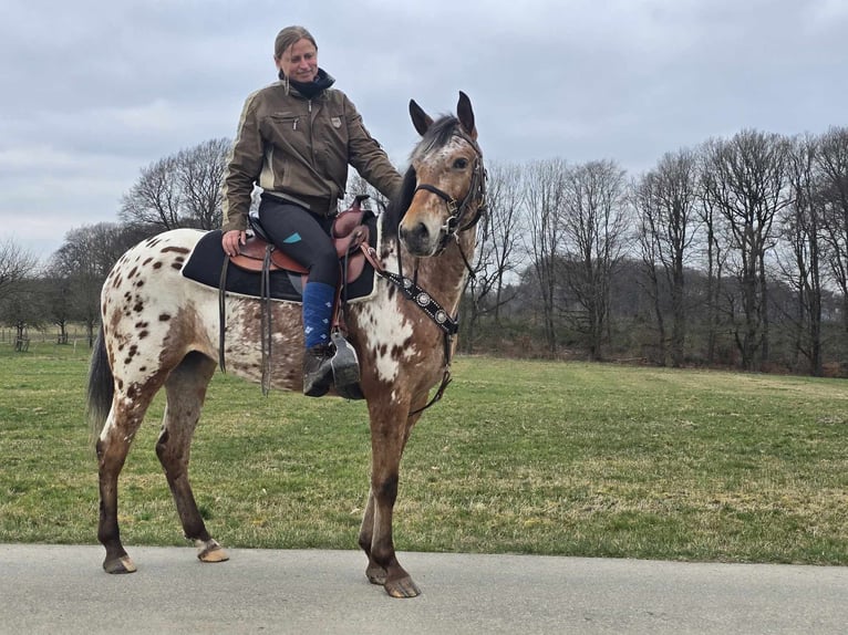 Appaloosa Giumenta 4 Anni 154 cm Leopard in Linkenbach