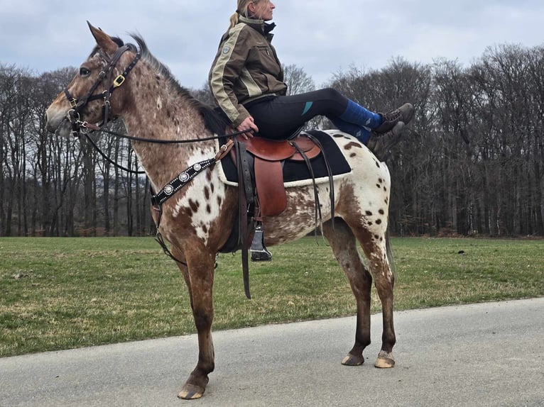 Appaloosa Giumenta 4 Anni 154 cm Leopard in Linkenbach