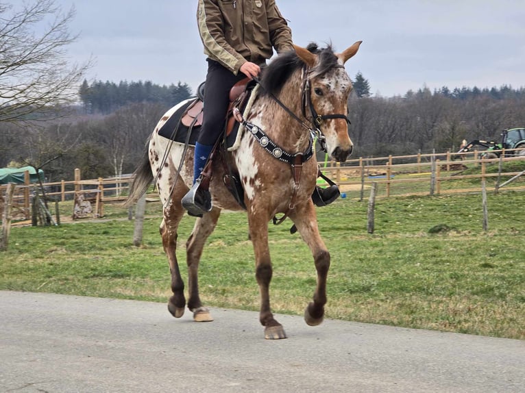 Appaloosa Giumenta 4 Anni 154 cm Leopard in Linkenbach