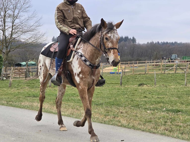 Appaloosa Giumenta 4 Anni 154 cm Leopard in Linkenbach