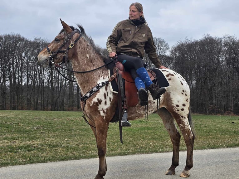 Appaloosa Giumenta 4 Anni 154 cm Leopard in Linkenbach