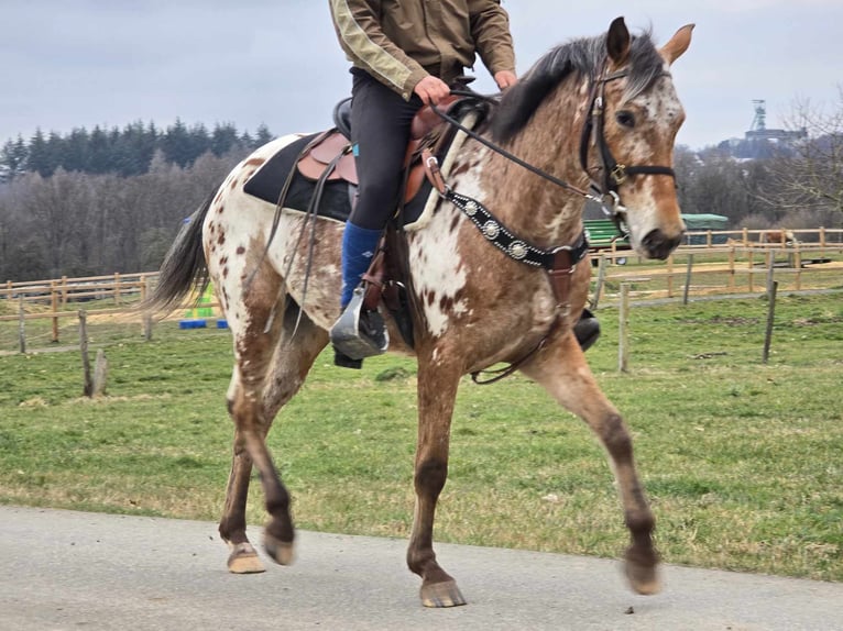 Appaloosa Giumenta 4 Anni 154 cm Leopard in Linkenbach