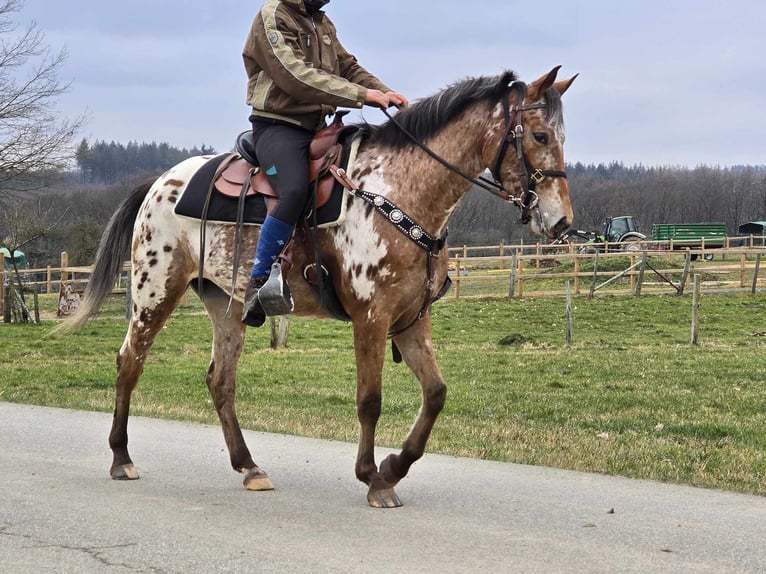 Appaloosa Giumenta 4 Anni 154 cm Leopard in Linkenbach