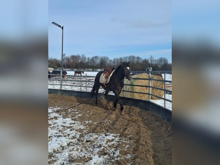 Appaloosa Mix Giumenta 4 Anni 154 cm Sauro scuro in Trittau