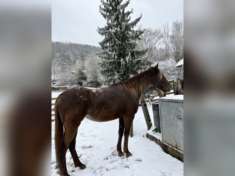 Appaloosa Giumenta 4 Anni 155 cm  in Lörrach