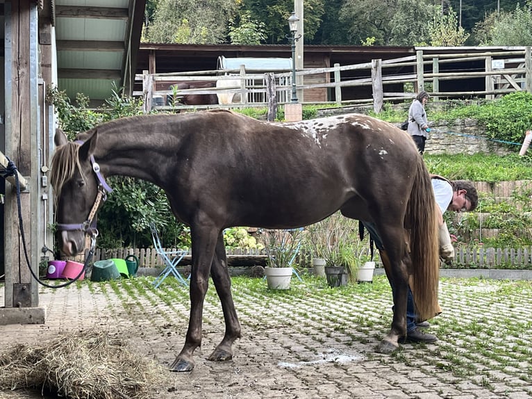 Appaloosa Giumenta 4 Anni 155 cm  in Lörrach