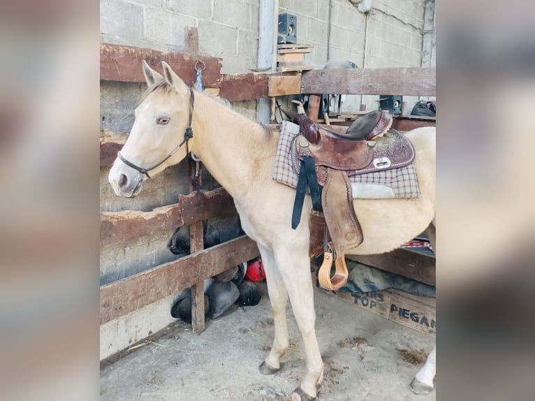 Appaloosa Giumenta 4 Anni 155 cm Champagne in Istres