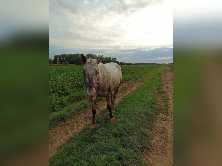 Appaloosa Giumenta 4 Anni 157 cm Red dun in Sittard