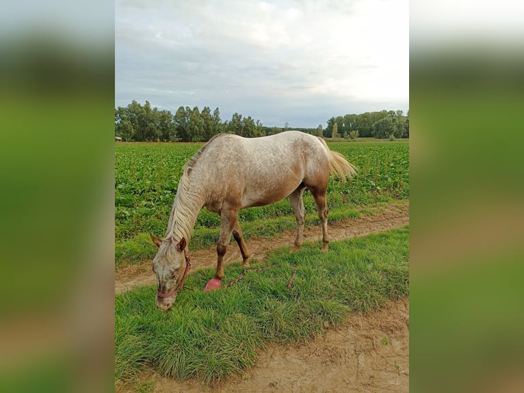 Appaloosa Giumenta 4 Anni 157 cm Red dun in Sittard