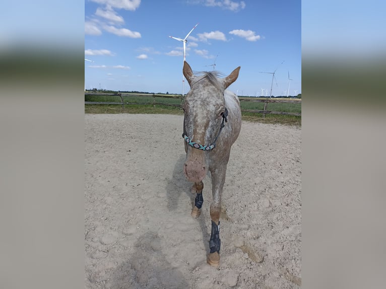 Appaloosa Giumenta 4 Anni 160 cm Leopard in Gangelt