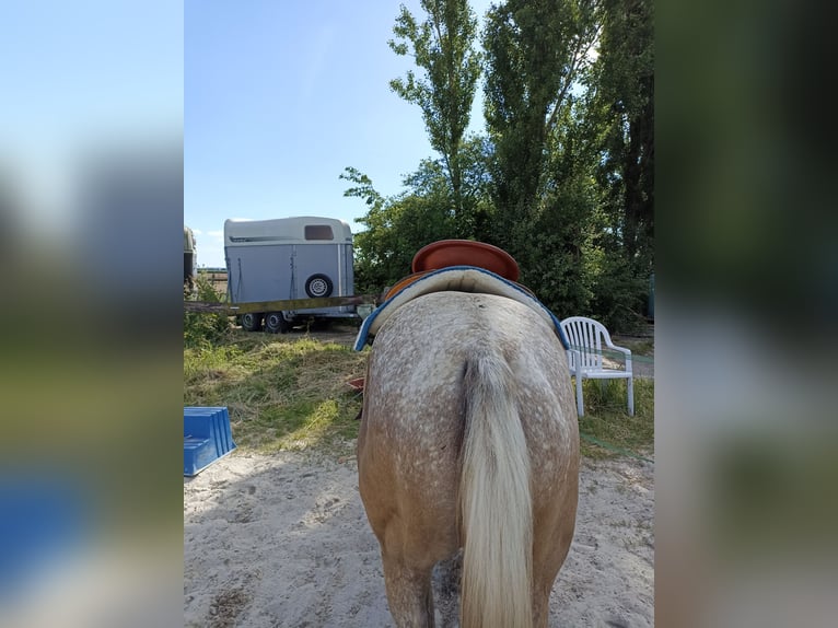 Appaloosa Giumenta 4 Anni 160 cm Leopard in Nieuwkuijk