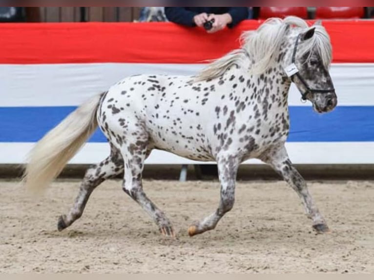 Appaloosa Giumenta 4 Anni 85 cm in Batenburg