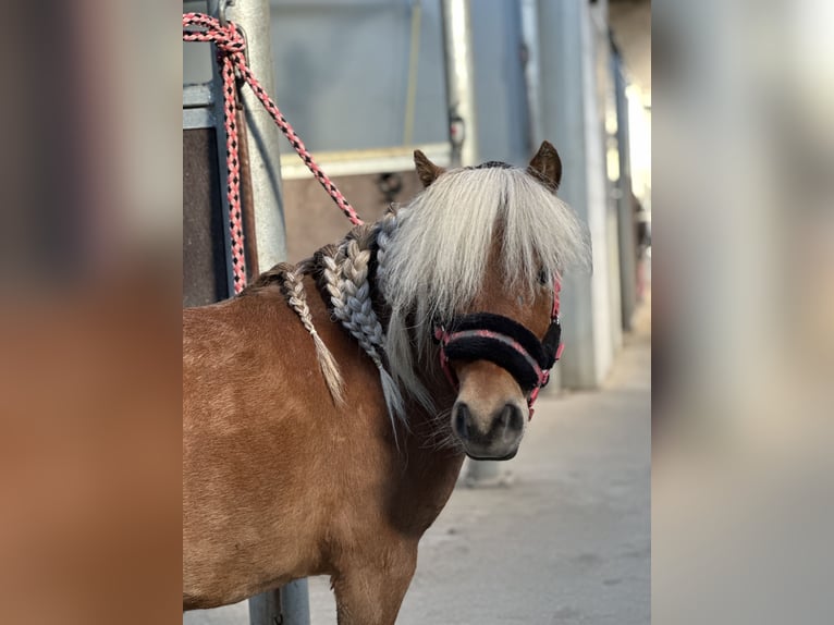 Appaloosa Giumenta 4 Anni 85 cm in Batenburg