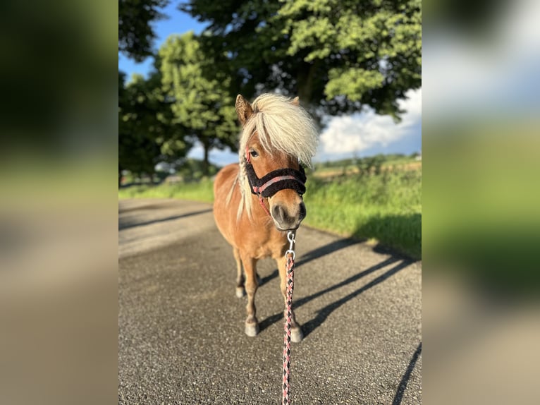 Appaloosa Giumenta 4 Anni 85 cm in Batenburg