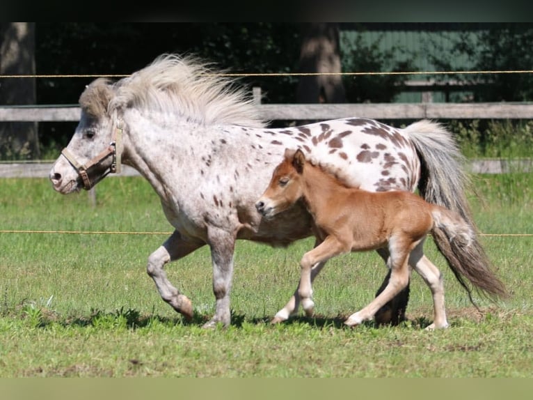 Appaloosa Giumenta 4 Anni 85 cm in Batenburg