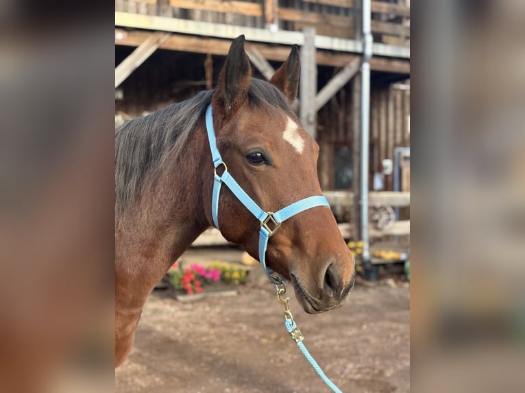 Appaloosa Giumenta 4 Anni Baio in Berga-Wünschendorf