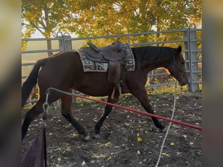 Appaloosa Giumenta 4 Anni Baio in Berga-Wünschendorf