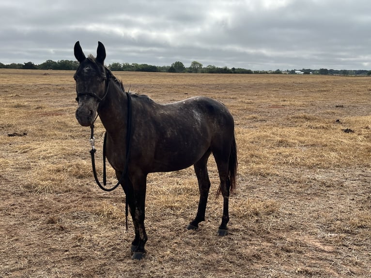 Appaloosa Mix Giumenta 5 Anni 140 cm Baio nero in Perkins