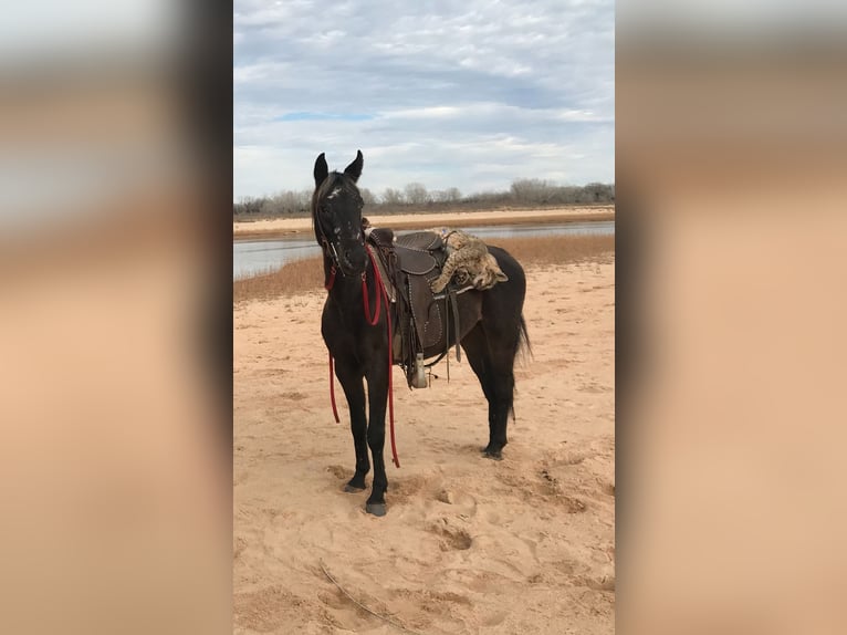 Appaloosa Mix Giumenta 5 Anni 140 cm Baio nero in Perkins