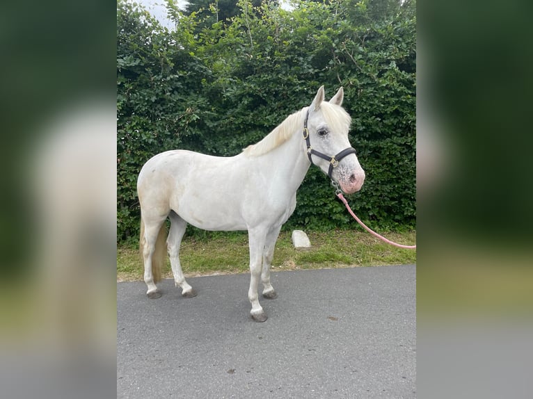 Appaloosa Giumenta 5 Anni 140 cm Leopard in Beverwijk