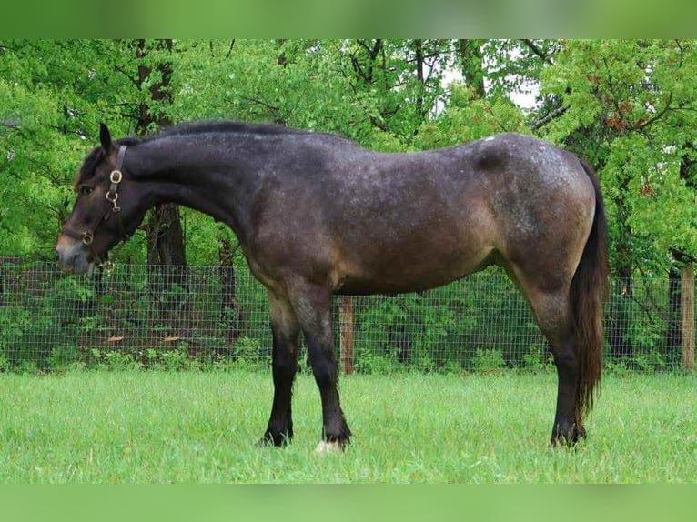 Appaloosa Giumenta 5 Anni 145 cm Baio ciliegia in Howell