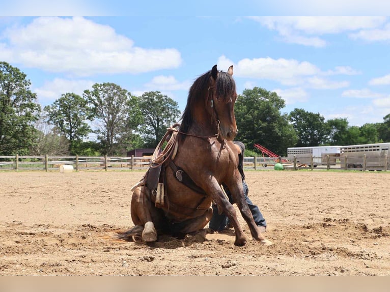 Appaloosa Giumenta 5 Anni 145 cm Baio ciliegia in Howell