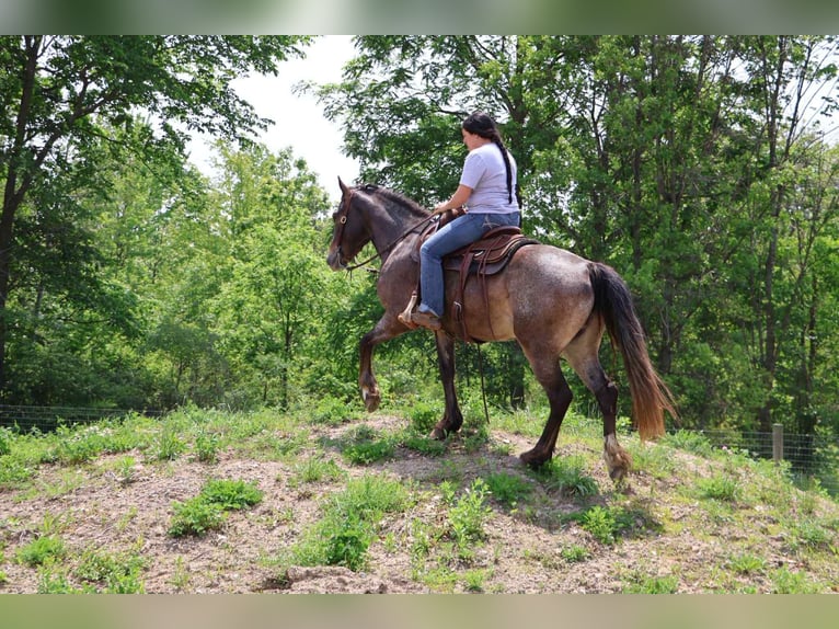 Appaloosa Giumenta 5 Anni 145 cm Baio ciliegia in Howell