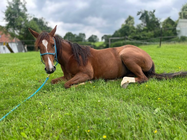 Appaloosa Giumenta 5 Anni 146 cm Sauro in Willebadessen